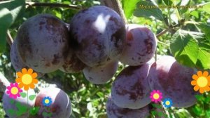 Слива домашняя Богатырская. Краткий обзор, описание характеристик prunus Bogatyrskaia