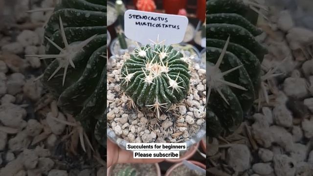 Stenocactus Multicostatus смотреть онлайн