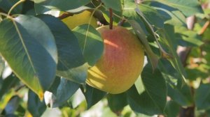 Груша с ароматом лимонада «Дюшес»!