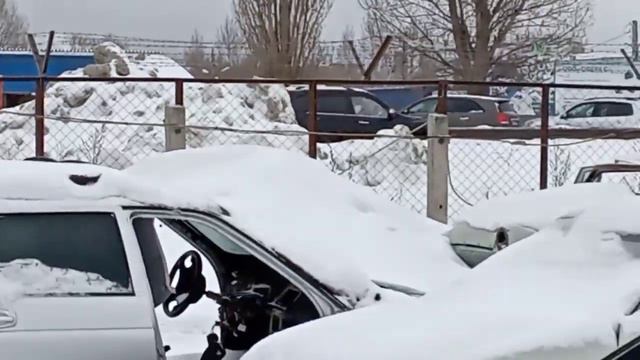 Косуля в городе, зашла в гости на разбор.🥳🦌 смотреть онлайн