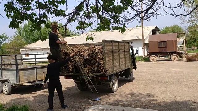 Павловния Дарахти Бу́стонлик +99890-810-18-70 смотреть онлайн