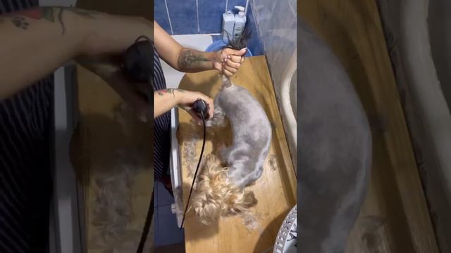 Grooming Yorkie Brunia