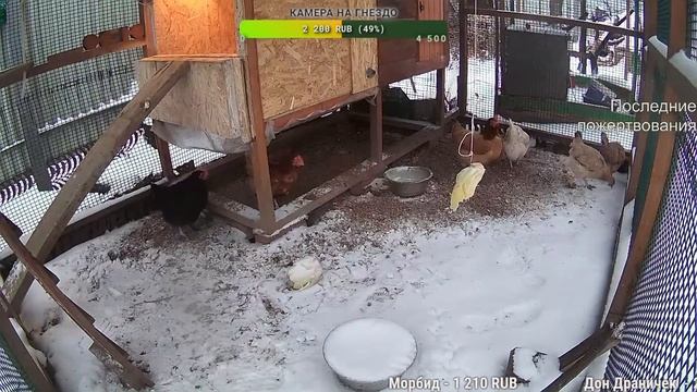 Курятник. Жизнь в курятнике. Можно покормить онлайн. Chicken coop stream. Online feed смотреть онлайн