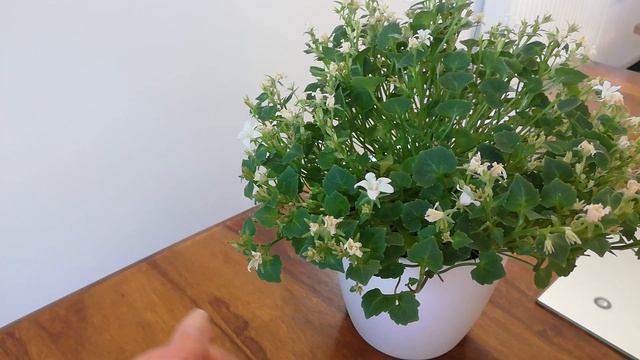 Кампанула * Невеста* после покупки. Уход и прищипка. смотреть онлайн