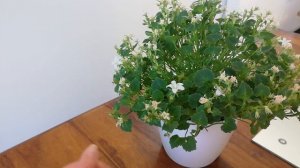 Кампанула * Невеста* после покупки. Уход и прищипка.