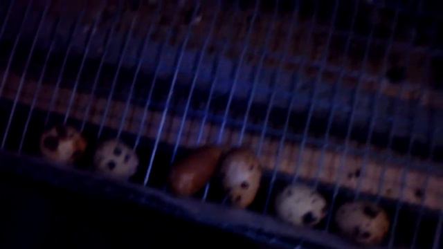 Техасики занеслись!:)) смотреть онлайн