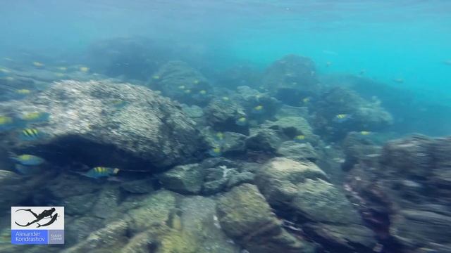 Опасно для Жизни! Ныряем с Морским Крокодилом смотреть онлайн