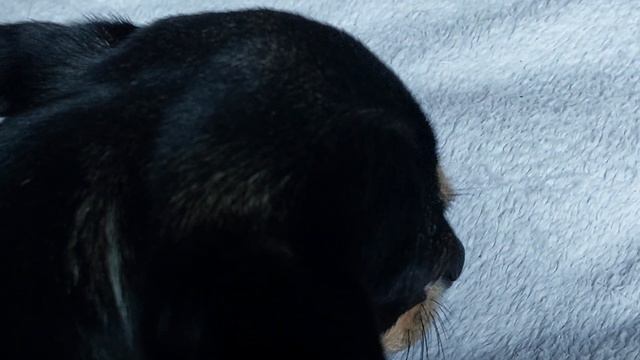 чихуахуа живут в клетках ? питомник собак Кастропуло Крым смотреть онлайн