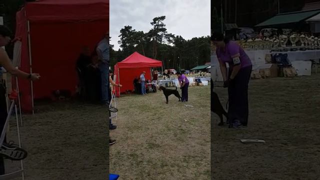 Anima Vero Aston Warrior - Vice Winner intermedia class "Golden Doberman 2019" смотреть онлайн