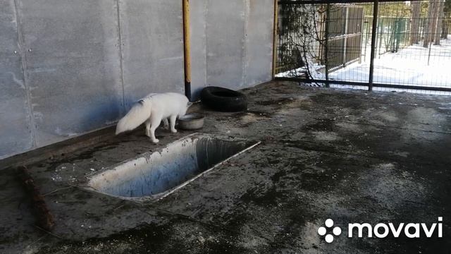 Лисы. Первый день весны. смотреть онлайн