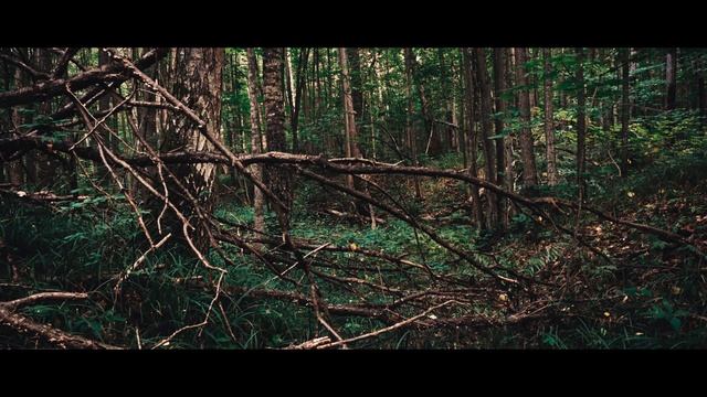 К ИСТОКАМ ТИШИНЫ - Поход в глухое место. Ночь среди безмолвных стражей. Музыка ветра и треск костра смотреть онлайн