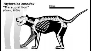 THYLACOLEO CARNIFEX | Сумчатый лев - древний монстр Австралии!