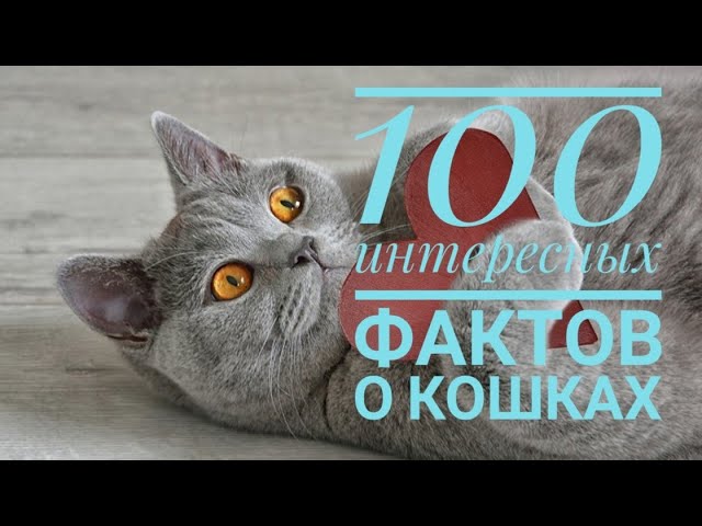 100 интересных фактов о кошках смотреть онлайн