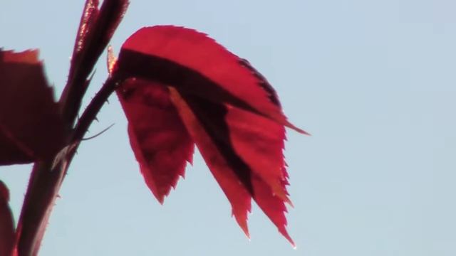 Canon Legria HF R27 video Test 1080p Plants & Flowers in the garden (Part 2) смотреть онлайн