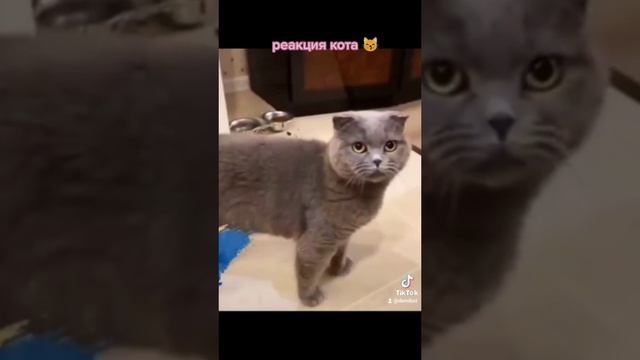 реакция кота на лоскуток желто-синего цвета смотреть онлайн