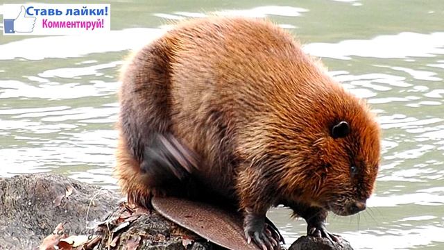 Бобр речной/Beaver river смотреть онлайн