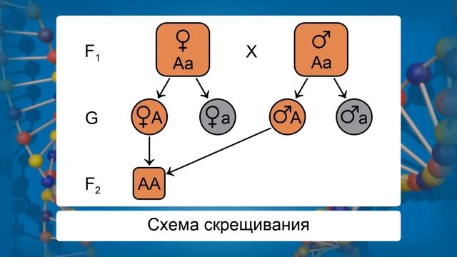 Решение генетических задач на моногибридное скрещивание. Видеоурок по биологии 10 класс смотреть онлайн