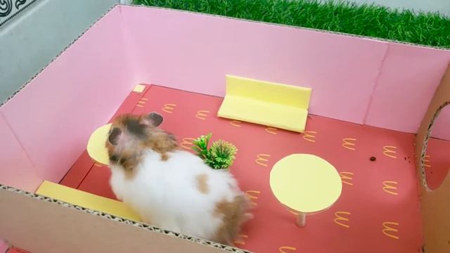 AWESOME HAMSTER MAZE with TRAPS - Obstacle Course Part #6 смотреть онлайн