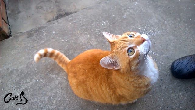 Fun Facts about Munchkin Cats смотреть онлайн