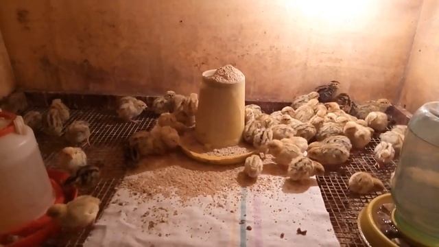 ПЕРЕПЕЛА ч.3/ Содержание перепелов с нуля-перепелятам 3 суток,что делать и как содержать смотреть онлайн