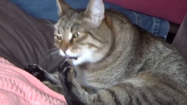 Барсик умывается перед сном смотреть онлайн