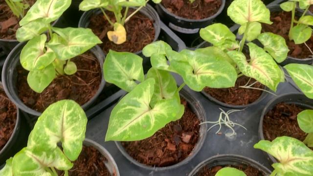 Syngonium Gold Allusion смотреть онлайн