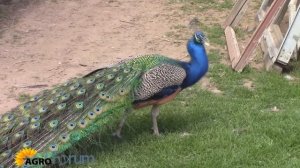 Индийский павлин