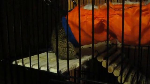 Тяжела и неказиста жизнь... обыкновенного дегу! смотреть онлайн