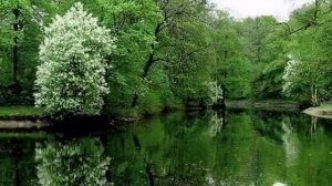 С.А. Есенин "ЧЕРЁМУХА"