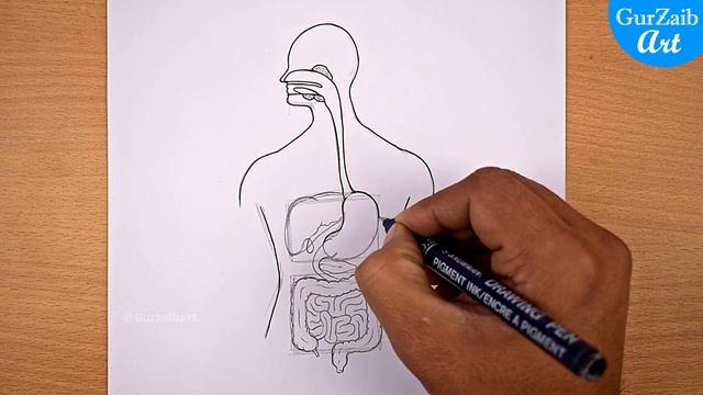 Human Digestive system Diagram Drawing || easy science project making - step by step смотреть онлайн