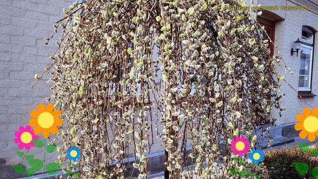 Ива козья килмарнок штамб. Краткий обзор, описание характеристик, где купить крупномеры salix capre смотреть онлайн