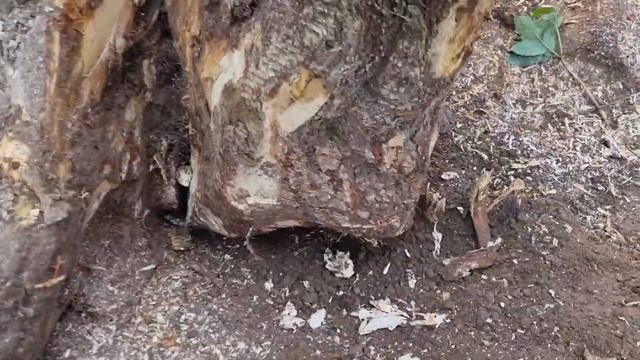 Корчевание пня вручную. смотреть онлайн