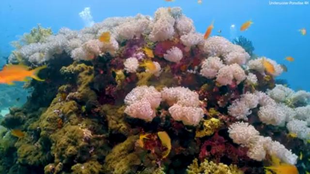 Aquarium 4K VIDEO UHD 🐠 Beautiful Relaxing Coral Reef Fish - Relaxing Sleep Meditation Music смотреть онлайн
