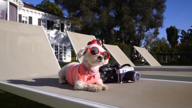 Adorable Dog's FIRST TINDER DATE *Try Not To Say Aww* VERY FUNNY смотреть онлайн