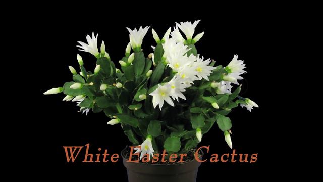 Rotating and opening white Easter cactus. смотреть онлайн