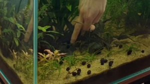 Чёрная борода.Перекись водорода.Уборка в аквариуме.