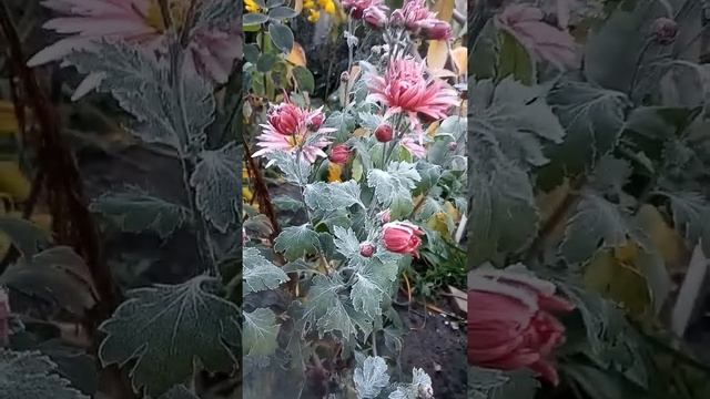 Хризантемы и заморозки. смотреть онлайн