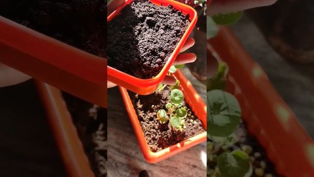 Mycorrhizae application with do and don't full video in description #mycorrhiza⬇️? смотреть онлайн