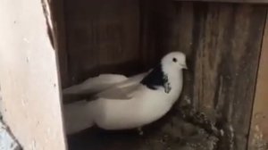 Чистопольский высоколетный голубь