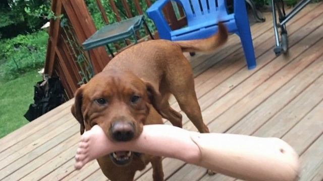 Как я наступил на гвоздь