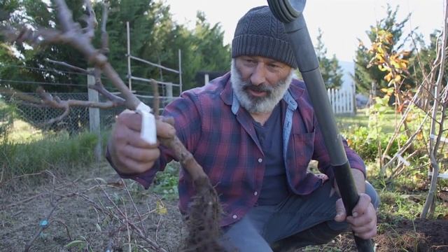 How to dig out a tree from the ground to transplant смотреть онлайн