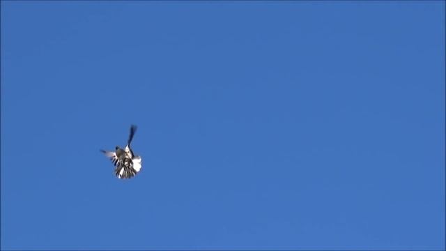 голуби, шевелим смотреть онлайн