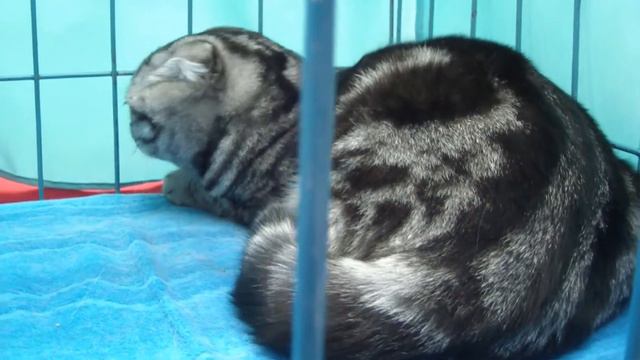 Шотландская вислоухая кошка смотреть онлайн