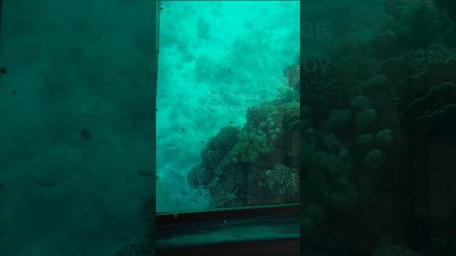 Иордания. Jordan. 乔丹。 смотреть онлайн