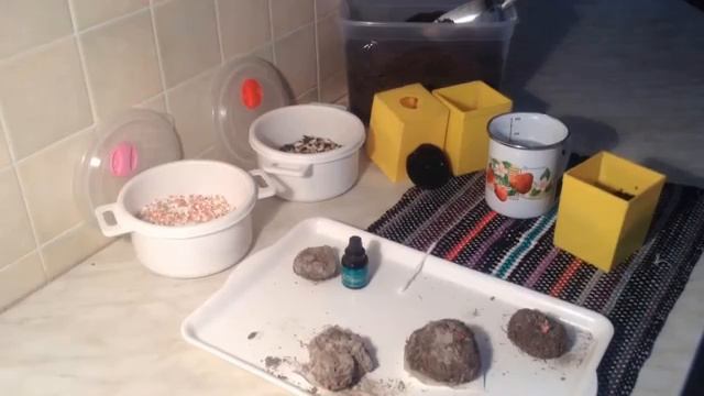 Бегония клубневая - настоящее украшение сада.mp4 смотреть онлайн