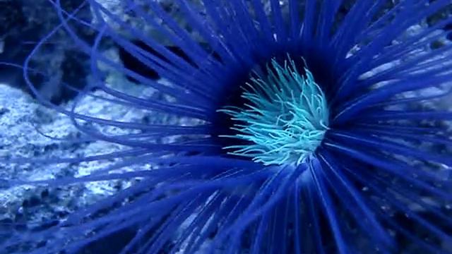 cerianthus preda dopo la schiusa delle larve dei lysmata смотреть онлайн