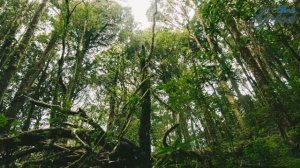 Природные Зоны Южной Америки. Амазонская Сельва