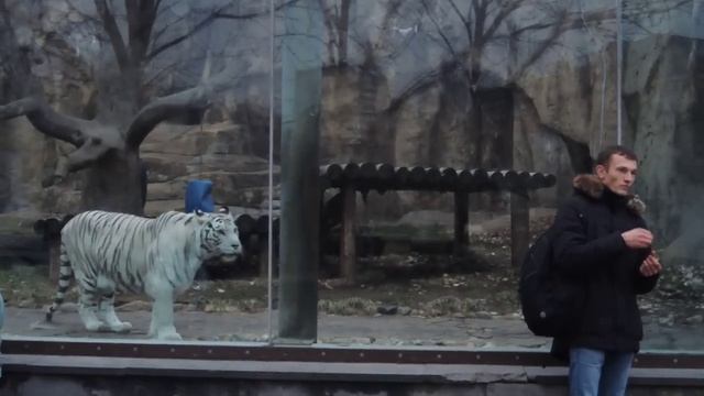 Тигр охотится на человека в московском зоопарке смотреть онлайн