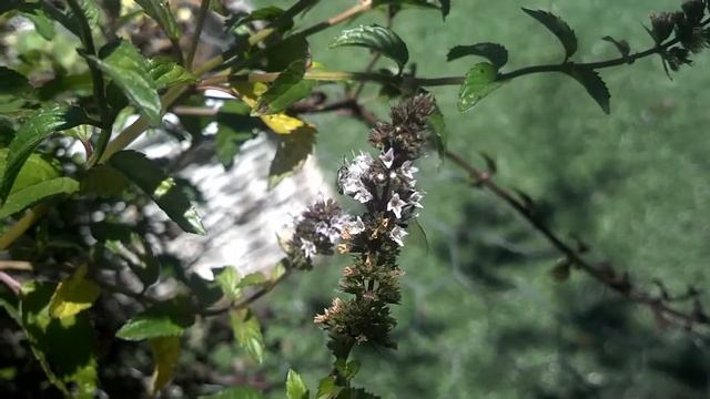 Apis [Honey Bee] and Halictidae [Sweat Bee] feed on Mentha × piperita [Peppermint] смотреть онлайн