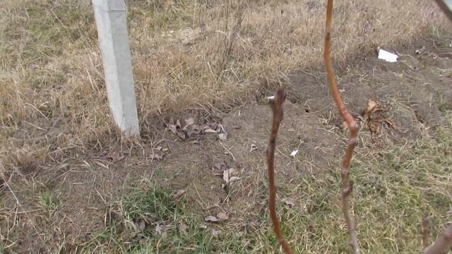 Обрезка молодых плодовых деревьев смотреть онлайн